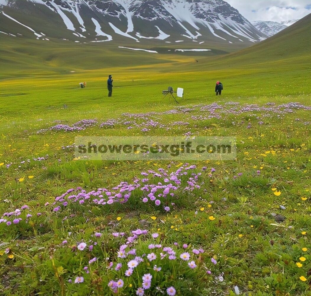 Penyemaian Ulang Buatan Mempromosikan Pemulihan Keanekaragaman Hayati di Padang Rumput Alpen Berpasir di Dataran Tinggi Qinghai-Tibet Timur