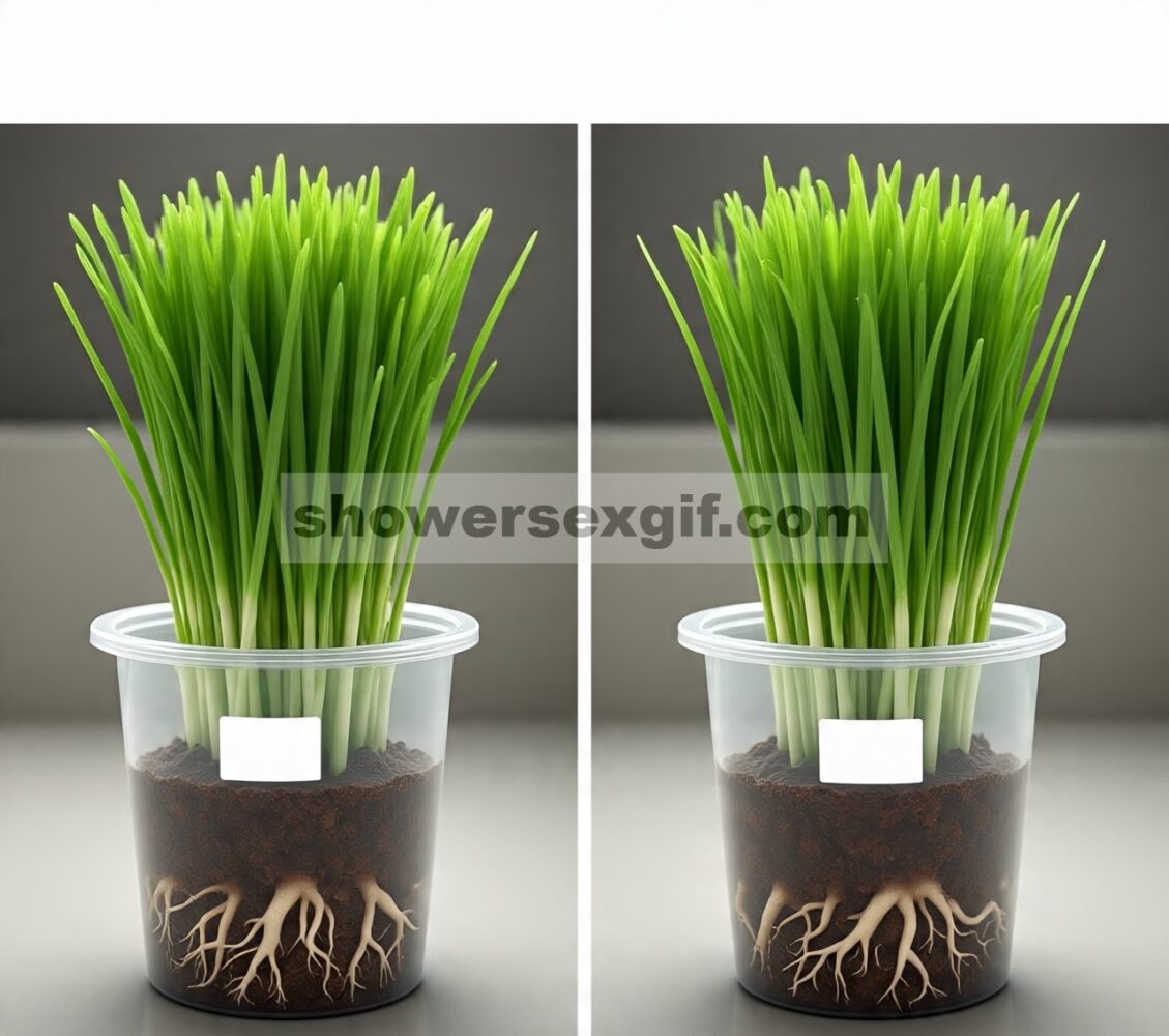 Perbandingan fitoremediasi pestisida oleh spesies rumput yang berbeda