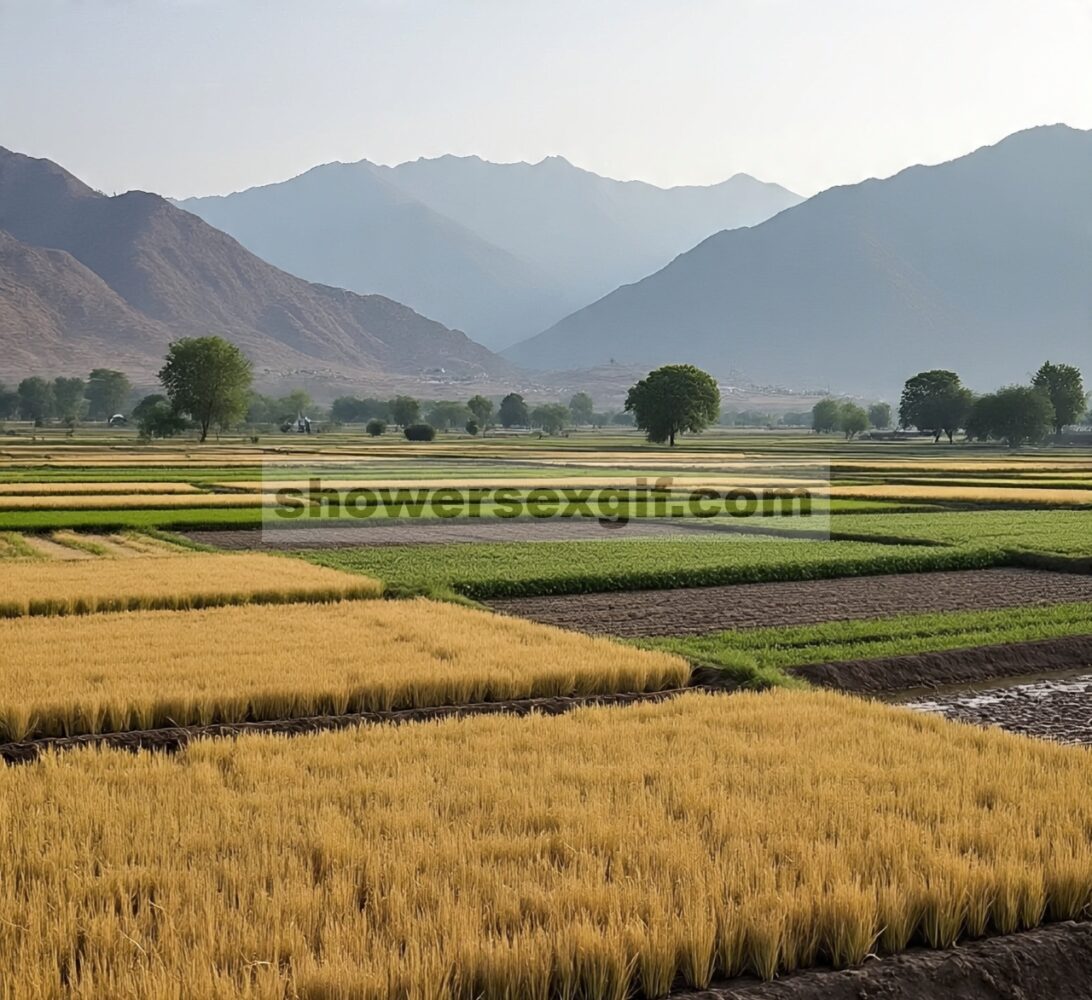 Meningkatkan Keragaman Pangan dan Keamanan Gizi Melalui Keragaman Produksi Pertanian: Bukti dari Daerah Sawah Hujan di Punjab Selatan, Pakistan
