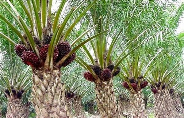 Kelapa Sawit