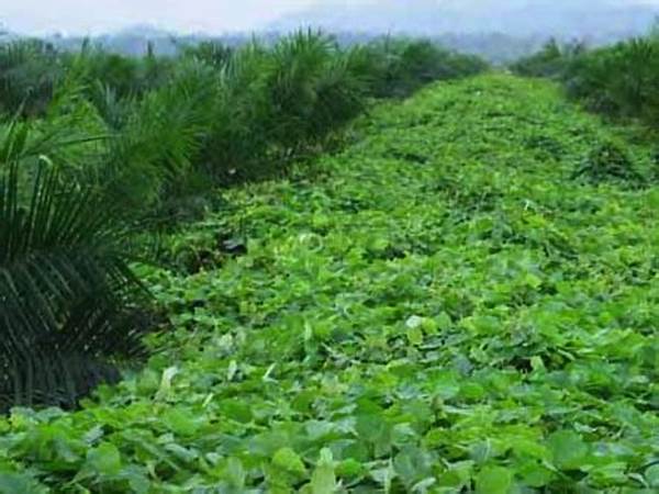 Legum Cover Crops