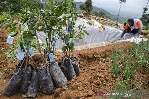 Penanaman Kembali Lahan Kritis