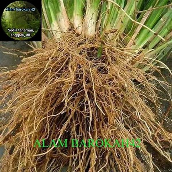 Tanaman Penahan Erosi