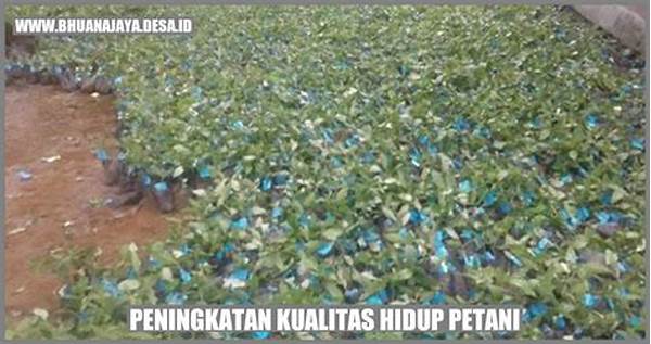 Peningkatan Kualitas Hidup Petani