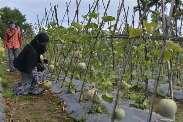 Pertanian Buah
