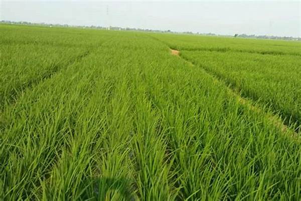 Sawah Organik