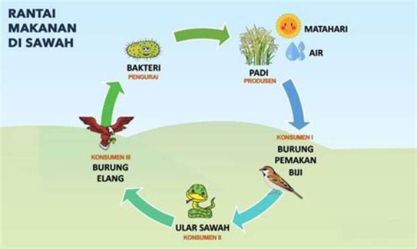 Ekosistem Pertanian