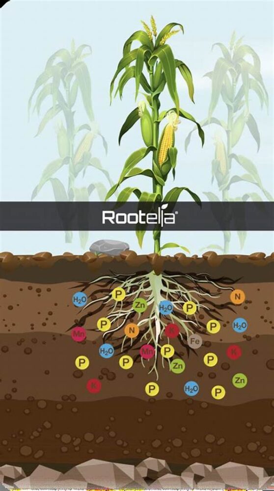 Mycorrhizal Inoculants