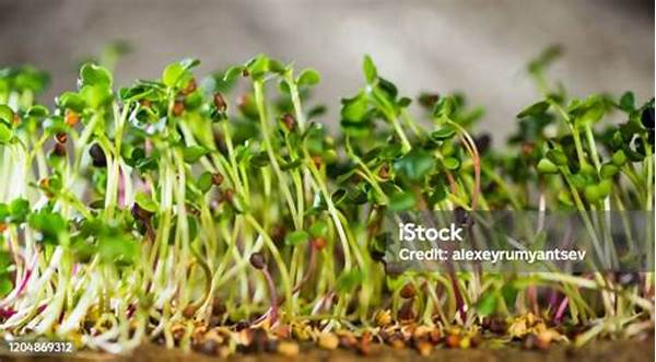 Tanaman Mikrogreen
