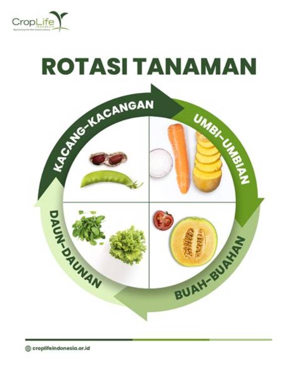 Rotasi Tanaman